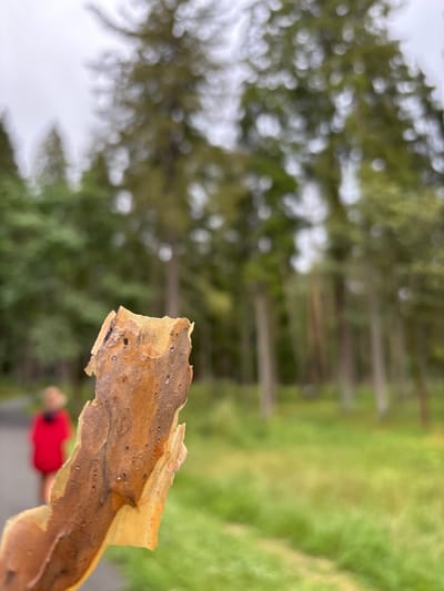 A close-up of a piece of tree bark is held in the foreground, with a blurred background of a park or forest. The bark is textured and has various shades of brown and yellow. In the middle ground, a person wearing a red jacket is walking on a path, their back to the camera. The background is filled with tall trees and green grass, suggesting an outdoor natural setting, possibly in the city of Pavlovskaya Sloboda, Russia. The sky is overcast.