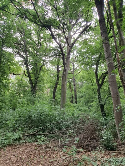 A dense forest scene in Falkensee, Germany, characterized by a sun-dappled canopy and lush undergrowth. Sunlight filters through the vibrant green leaves of tall, mature trees, casting an ethereal glow on the forest floor. The ground is carpeted with fallen leaves and an assortment of broken branches, indicating a natural, untamed environment. The thick foliage suggests a thriving ecosystem, with a variety of plants contributing to the rich texture of the scene. The overall impression is one of serene, natural beauty, untouched by human intervention.