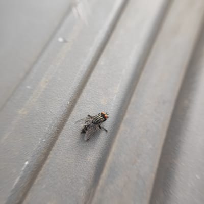 A housefly with iridescent red eyes rests on a textured gray surface, possibly plastic or painted metal, with parallel ridges. The fly's body is dark with light stripes on its abdomen, and its wings are translucent. The background is out of focus, suggesting a shallow depth of field. The image was captured in Krutinka, Russia.