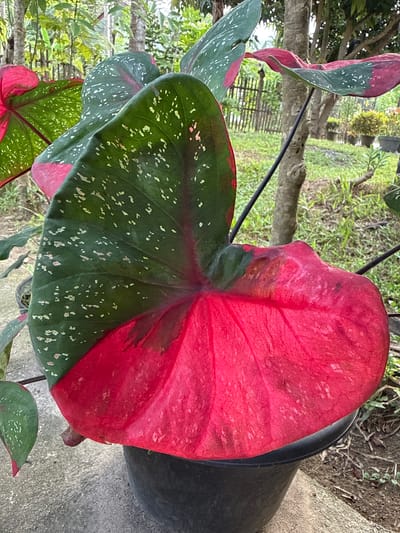 The image displays a Caladium plant with a large, prominently featured leaf. This leaf is heart-shaped and exhibits a striking bicolouration, with its lower-right half being a vivid red and its upper-left half dark green, densely mottled with white and light green speckles. Visible veins are present across the leaf surface. Additional, partially visible leaves to the left display similar green and speckled patterns with red marginal areas. A thin, dark stem is visible supporting a leaf in the midground. The plant is contained within a black plastic pot, which rests on a light gray concrete surface. The immediate environment includes green grass and scattered dry foliage to the right of the concrete. In the background, numerous trees with visible trunks and green canopies are present, along with a section of a wooden fence to the left. Several other potted plants are discernible in the far midground on the right. This scene is located in Pulorungkom, Indonesia.