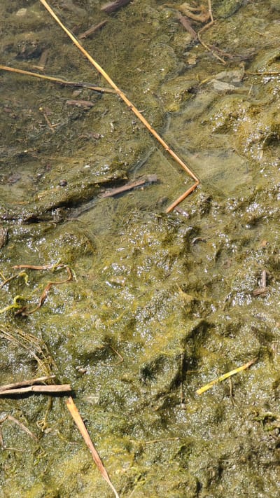 The image depicts a close-up, overhead view of stagnant, green, algae-filled water in a shallow body of water, likely a pond or ditch, in Sebyne, Ukraine. The water is murky and dense with algae, obscuring the bottom. Several dry, brown reeds and twigs are scattered across the surface and submerged within the algae. The overall texture is slimy and uneven, with some areas appearing more solid and clumpy than others. Sunlight reflects off the water's surface, creating small, bright highlights. There are no people or animals visible in the image. The environment suggests a natural, somewhat neglected water feature.