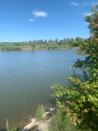 This is a vertical, eye-level, outdoor, full shot of a calm river on a sunny day in Pidhaichyky, Ukraine. The water is a tranquil blue-green, with small ripples across its surface. The riverbanks are lined with dense reeds and tall, slender trees. On the right side of the frame, a lush green bush with dark berries encroaches on the water, its branches reaching out over the river. The sky above is a clear, bright blue, with a few wispy white clouds. The shoreline on the left features some concrete steps leading into the water, partially obscured by various green plants and grasses. The scene appears to be a natural and peaceful landscape.