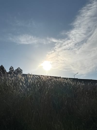 The image depicts a sunny outdoor scene with a bright sun partially obscured by clouds. In the foreground, tall grass is illuminated by the sunlight, creating a glowing effect. Behind the grass, there is a dark, elevated structure, possibly a wall or embankment, with a lamppost visible on top. A line of trees can be seen in the distance, silhouetted against the sky. The sky itself is a mix of blue and white clouds, with streaks of lighter clouds suggesting wind. The overall impression is one of a serene natural environment. The location is Santa Maria da Feira, Portugal.