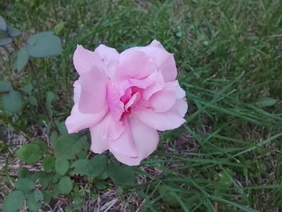 A soft pink rose is captured in a close-up shot, set against a backdrop of green grass. The rose, with its delicate petals unfurling, is the central focus of the image. Its color ranges from a pale pink on the outer petals to a deeper, more vibrant pink towards the center. Some of the petals have subtle creases and folds, adding to their natural beauty.
To the left of the rose, several dark green leaves from the rose bush are visible. These leaves are rounded and have a matte texture. The background is a blur of green grass and some dry, brown elements, possibly dead grass or twigs, indicating an outdoor setting. The lighting suggests it might be late afternoon or early evening, with diffused light that softens the colors. The overall mood is tranquil and serene, highlighting the simple elegance of the flower. There is no text visible in the image, and no people are present. The context of Жалпақсай, Kazakhstan suggests a natural, possibly garden or park setting.