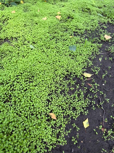 The image shows a patch of ground with dense, small green seedlings and a portion of dark soil with scattered yellow leaves. The location is described as being within the city of Altayskiye Zori, Russia. There are no people or animals visible in the scene. The environment appears to be an outdoor ground cover, possibly a garden bed or a natural area. The lighting suggests it may be overcast or shaded.