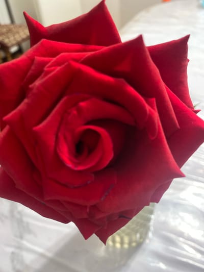 The image shows a close-up of a red rose in a glass vase. The rose is vibrant red and has many layers of petals, with a swirl pattern in the center. The background is blurred, but appears to be a white surface, possibly a tablecloth, with some light shining through. There are no people or animals visible in the image, and no specific actions are being depicted. The environment suggests an indoor setting, likely a home or event venue. There is no information about the city of Жаңатұрмыс, Kazakhstan in the image.