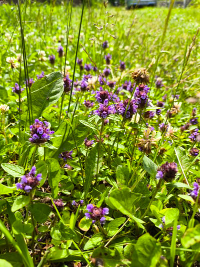 The image depicts a close-up, eye-level view of a patch of wild vegetation dominated by purple self-heal flowers (Prunella vulgaris) and lush green leaves. Tall, thin blades of grass and some dried flower heads are also visible, creating a natural, uncultivated environment. The background is softly blurred, suggesting a sunny day in a field or meadow, potentially on the outskirts of Novonikolskoye, Russia. There are no people or animals present in the frame. The overall scene is one of natural growth and the detailed texture of the flora.