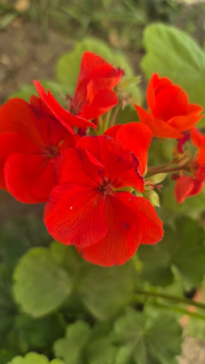 The image shows a close-up of several bright red geranium flowers in bloom. The flowers have five petals each and are clustered together on a stem. The petals appear slightly crinkled and have a velvety texture. In the background, out-of-focus green leaves and brown soil are visible, suggesting an outdoor garden setting. There are no people or discernible actions taking place in the image. The lighting suggests it is daytime, with soft light illuminating the flowers. The image does not contain any specific landmarks or information that would allow for the determination of its location within the city of Butovo, Bulgaria.