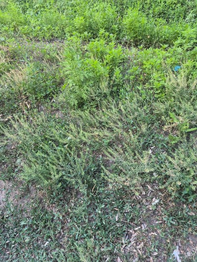This media file is a top-down view of a patch of ground with varying vegetation. On the left side, there is a dense growth of bright green, leafy plants with feathery foliage. Moving towards the right, the vegetation becomes sparser and the plants have smaller, more delicate leaves and what appear to be developing seed heads or small flowers in shades of green and beige. Further to the right, the ground is more exposed, showing patches of dry dirt, dead leaves, and numerous discarded sunflower seed shells. There is also a small piece of bright blue plastic litter visible amidst the greenery on the upper left portion of the image. The overall scene depicts a natural outdoor environment with signs of human presence due to the litter. The lighting suggests it could be daytime, with no strong shadows indicating a specific time of day. The location context is Қанабек, Kazakhstan.