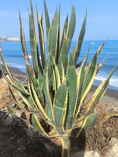 This is a vertical, eye-level, full-shot photograph of a large agave plant with variegated leaves, featuring yellow stripes on a green background. The plant's spiky leaves point outwards and upwards, with some browning and dried material around its base. Behind the agave, a beach is visible with gentle waves lapping the shore. The sea is a vibrant blue, meeting a clear blue sky. In the distance, a white boat can be seen on the water, and a small town with white buildings lines the coast. The scene is brightly lit, suggesting it is daytime with sunny weather. The setting appears to be a coastal area in La Gaspara, Spain, given the typical Mediterranean vegetation and architecture. No people are clearly visible in the frame, and there is no visible text. The overall mood is serene and tropical.