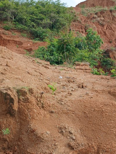 The image depicts a steep, eroded hillside composed primarily of reddish-brown soil. Dense green vegetation covers the upper portion of the hillside, with scattered trees and smaller plants growing on the lower slopes. The terrain appears dry and uneven, with visible soil layers and loose rocks. There are no visible people or animals in the image, nor any structures or man-made objects, apart from a small piece of white debris on the ground in the mid-ground. The scene is consistent with a natural landscape found in or around Delimi, Nigeria, likely an area prone to erosion.