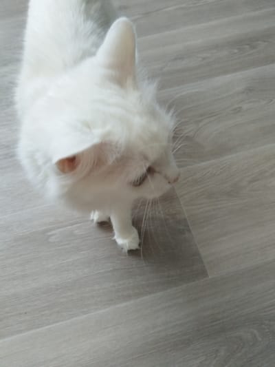 A white cat stands on a light wood-patterned floor. The cat is facing to the right, with its head turned slightly towards the camera. Its fur is long and fluffy, and its eyes are partially closed. The floor appears to be indoors, possibly in a residential setting. The image does not provide any information about the location in the city of Bezlesnyy, Russia.