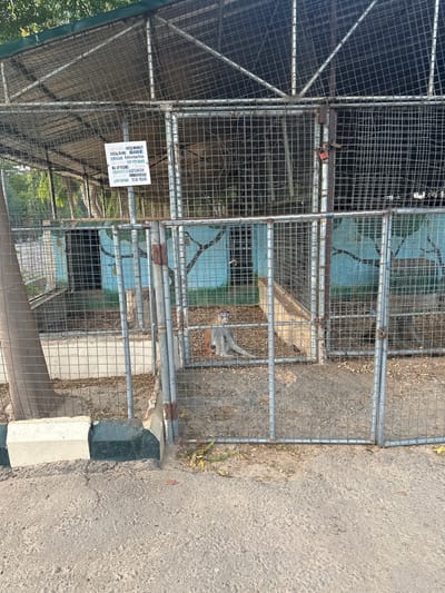 This image shows an outdoor enclosure at a zoo or animal sanctuary in Batagarawa, Nigeria. The enclosure is constructed of metal fencing and appears to house one or more patas monkeys. A sign on the fence indicates the enclosure is for "PATAS MONKEY," with scientific name "Erythrocebus patas," a gestation period of "167-170 DAYS," and a lifespan of "15-24 YEARS." One monkey, with light brown and grey fur and a reddish face, is visible sitting on the ground within the enclosure. The ground inside the enclosure is covered with dirt and debris. The background of the enclosure features a painted mural of tree branches on a light blue wall. Outside the enclosure, the ground is paved, with a concrete curb painted white and dark green. The overall environment appears to be sunny and natural.