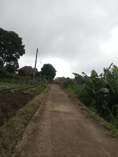 The image presents an uphill concrete path in Kondha, India, under a heavily overcast, grey sky. The path, showing minor wear and texture, extends from the foreground, ascending into the midground. To the left of the path, a section of dark, tilled earth features rows of young green plants, suggesting cultivation. This area is bordered by a grassy bank and a visible utility pole with multiple electrical wires. Beyond the pole and cultivated land, a large, dense green tree partially conceals a house with a dark, sloped roof. To the right of the path, a dense growth of tall green vegetation, including several prominent banana plants, lines the bank. Further up the path on the right, a portion of a structure with a reddish-brown tiled roof is visible amidst the foliage. No individuals are present in the scene.