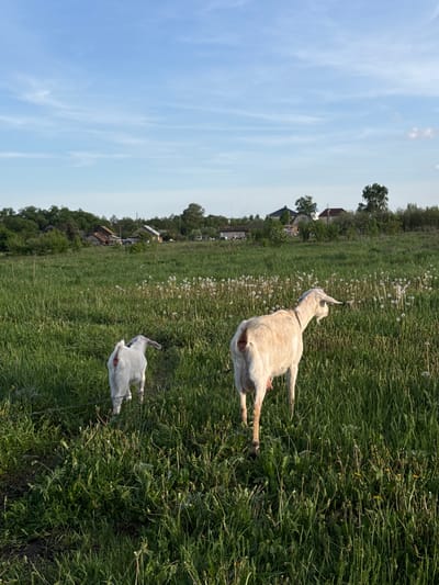 The image depicts a rural scene in Ленино, Russia, with two goats grazing in a field of tall green grass and dandelions under a blue sky with scattered clouds. The goats are light in color, with one slightly larger than the other. A narrow road runs past the field, with houses and trees visible in the background.