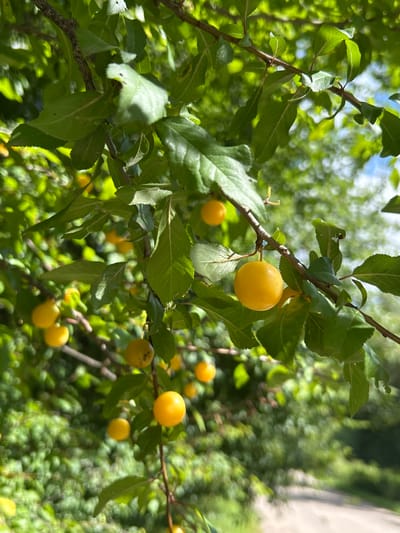 The image displays a close-up view of a tree branch laden with small, yellow, plum-like fruits. The branch is dark and gnarled, covered in vibrant green leaves, some of which are illuminated by sunlight. Several yellow fruits, ranging in size and clarity, are scattered throughout the frame, hanging from thin stems. The background is a blur of green foliage and dappled sunlight, suggesting an outdoor setting. The overall impression is one of nature's abundance, likely during the late spring or summer season. This scene could be situated in a garden, orchard, or a natural park area within or near Lubiszewo Tczewskie, Poland. No people or specific actions are depicted; the focus is entirely on the fruit-bearing branch.
