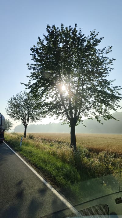 The image depicts a roadside view in Dahlenwarsleben, Germany, under a clear blue sky with the sun shining through the leaves of a large tree. The sun's rays create a lens flare effect, casting bright light across the scene. In the foreground, a paved road with a white line marking the edge runs diagonally from the bottom left to the middle of the frame. To the right of the road is a strip of green grass, some dry stalks of wheat or similar grain, and another tree. Beyond the grass and trees, a field of mature grain, likely wheat, stretches into the distance. In the background, a hazy treeline forms the horizon, suggesting a rural or semi-rural landscape. A portion of a white truck with a visible tanker is present on the left side of the road, indicating vehicular presence. The overall atmosphere is serene and natural, with the early morning or late afternoon sun casting long shadows.
