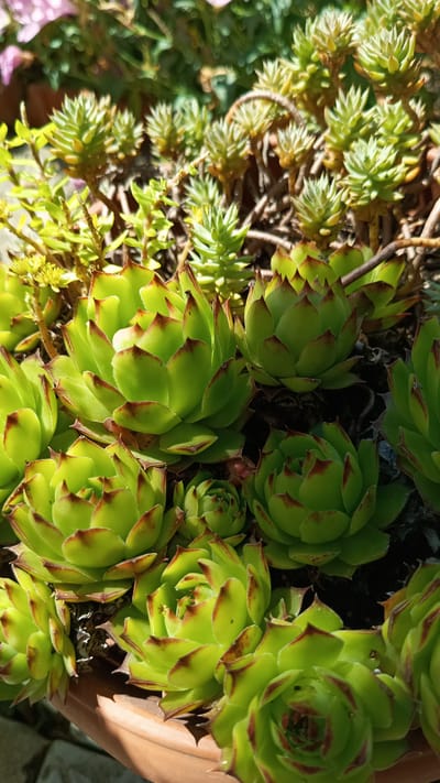 The image displays a close-up of a cluster of vibrant green succulents with reddish-brown tips, planted in a terra cotta pot. The plants are tightly packed, with their rosette-shaped leaves overlapping. In the background, there are more succulents, some appearing lighter green and more elongated. The lighting suggests it is daytime, with shadows cast by the plants. The location is a garden or outdoor setting in Stefan Karadzhovo, Bulgaria. There are no people or animals visible in the image.