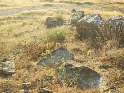 The image depicts a dry, grassy field with scattered rocks and a few yellow wildflowers. The terrain appears uneven and possibly a path or dirt road runs through the background. The vegetation is predominantly golden-brown, suggesting a dry climate or season. Sunlight illuminates the scene from the right, casting shadows and highlighting the textures of the rocks and grass. The overall impression is one of a natural, somewhat arid landscape. This scene is located in Ledrada, Spain.