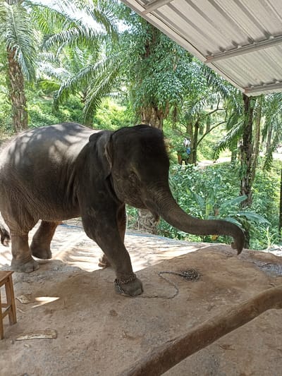 A gray elephant stands on a concrete surface in Song Phraek, Thailand. Its front left leg is shackled with a metal chain. Behind the elephant is a tropical landscape with palm trees and other lush vegetation. A partially visible metal roof structure is situated above the elephant. A wooden stool is visible to the left of the elephant, and a large tree trunk lies on the ground in the foreground to the right.