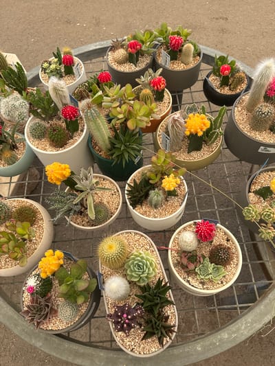 The image depicts an assortment of potted cacti and succulents displayed on a multi-tiered, circular metal stand. The plants are in various sizes of pots, some round and some oval, filled with small, light-colored gravel. The backdrop appears to be an outdoor setting, with a blurred ground surface visible in the upper portion of the image. The lighting suggests it is daytime. The arrangement is characteristic of a nursery or a garden center, with the plants presented for sale or display. There are no people or animals visible in the image, and no discernable actions are taking place. The scene is static and focuses solely on the plant display. The location is identified as Yagur, Israel, implying a commercial horticultural setting within that region.