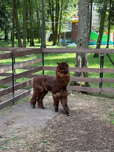 In an outdoor enclosure in Lapshinka, Russia, a brown alpaca stands on a concrete pad. The alpaca is facing left, with its head turned towards the viewer. Its fur is shaggy, and its face is partially obscured by its wool. The enclosure is surrounded by a wooden fence. Behind the fence, trees and a playground structure are visible. The ground is covered with wood chips and some dry grass. The overall scene suggests a rural or semi-rural setting, possibly a petting zoo or farm.