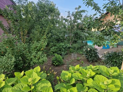This is a medium-angle, eye-level, outdoor shot of a lush garden in Pogranichny, Russia. The scene is filled with various plants, including trees, bushes, and flowers, all appearing healthy and well-maintained. In the foreground, large, vibrant green leaves of a hydrangea bush dominate the lower portion of the frame, some with small, developing flower buds. Behind these, a variety of other greenery fills the mid-ground, including bushes laden with small, orange-red berries. A few wire cages, likely protecting young plants, are scattered throughout the garden. In the background, a portion of a wooden fence and a section of a building with a reddish-brown roof are visible. To the right, a small, colorful above-ground swimming pool adds a touch of recreation to the scene. The overall impression is one of a peaceful, sunny day, likely in the late afternoon or early evening, given the warm lighting and long shadows. The sky above is a clear, bright blue, with a few wispy clouds. There is no text visible in the image.