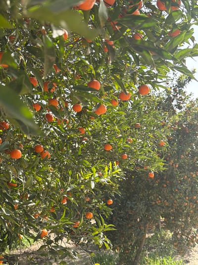 The image displays an agricultural setting within the Eshkol Regional Council, Israel, featuring a dense grove of fruit-bearing trees under natural daylight. The foreground is dominated by a citrus tree heavily laden with numerous ripe, round to slightly ovoid, orange-colored fruits, consistent with tangerines or oranges. The tree's foliage is predominantly green, with sunlight creating varying shades and highlights across the leaves. Rows of similar, fruit-covered trees extend into the midground and background, suggesting an extensive orchard. A small section of the ground at the bottom of the frame shows bare earth with minimal patches of green vegetation. No individuals, animals, or artificial structures are visible within the scene.