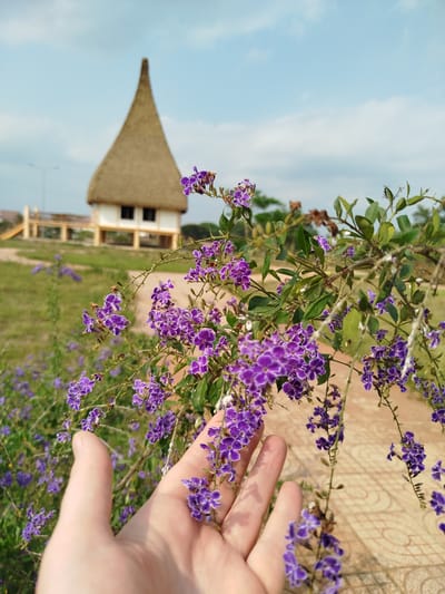 A medium shot depicts a human hand reaching toward a cluster of small purple flowers in Đà Giang, Vietnam. The flowers are part of a bush located on the right side of a tiled pathway. In the background stands a traditional Vietnamese structure with a thatched roof and white walls. The sky is light blue with scattered clouds. The scene suggests a peaceful, natural environment within the city.