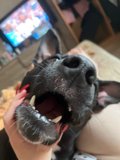 The image is a close-up shot of a black dog's face. The dog's mouth is open, revealing its teeth. A person's hand with red painted fingernails is visible in the foreground, holding the dog's muzzle. The background is blurred, but suggests an indoor setting with furniture and possibly a television screen displaying a colorful image. The lighting appears to be artificial, suggesting the photo was taken indoors. The dog's expression is playful or excited. No visible text is present in the image.