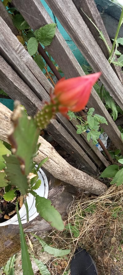 A pink flower bud is shown in the foreground of the image, which appears to be a succulent plant. The flower bud is unfocused, as is the cactus-like stem it is attached to, which has small white spines. The plant is growing in a white pot, which is partially visible in the lower left corner of the image. In the background, there is a rustic wooden fence, behind which a blue wall is visible. The ground is covered in dry grass and some green foliage. The image is taken outdoors, likely in a garden or yard setting. The location is not specifically identifiable as Тоқушы ауылдық округі, Kazakhstan based on the visual information alone.