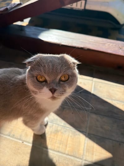 A close-up shot captures a Scottish Fold cat with grey and white fur and amber eyes. The cat is looking directly at the camera, with its ears folded down. The background consists of a wooden floor with diagonal shadows cast by sunlight filtering through blinds. The scene appears to be indoors, likely in a residential setting.