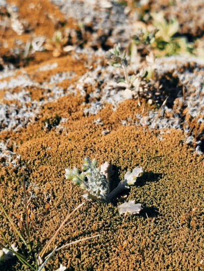 The scene, located in Klenovik, Bulgaria, presents a close-up, low-angle view of ground vegetation. A small, light green plant with lobed, textured leaves is centrally situated, rooted in a dense, finely textured mat of brownish-orange moss or lichen. Thin, dried, pale grass blades are visible in the foreground, particularly to the lower left. The ground surface is predominantly covered by the brownish-orange vegetation, interspersed with irregular patches of lighter, almost white or pale grey fibrous material. The background is out of focus, showing a continuation of these ground textures and sparse green sprouts. Natural illumination casts a subtle shadow from the central plant towards the lower right. No animate subjects or human-made objects are present.