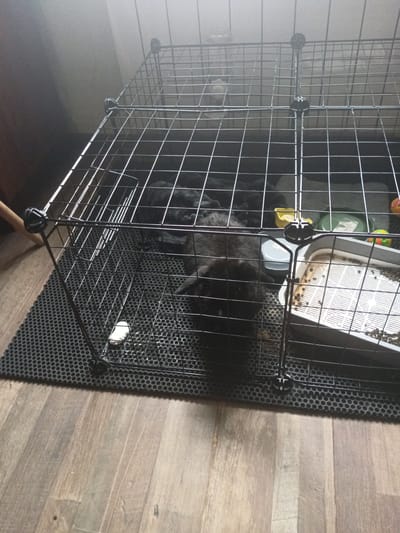 The image shows a black rabbit inside a wire cage. The cage is situated on a black mat, which is placed on a wooden floor. Inside the cage, there is a litter box, a yellow bowl, and some toys. The rabbit is lying down, and its fur appears to be long and fluffy. The overall lighting in the image is dim, with a strong light source coming from the upper left, creating shadows within the cage. The environment appears to be indoors, possibly a room in a home. There is no indication of the city of Kuznetsk, Russia, or any specific location beyond a general indoor setting.