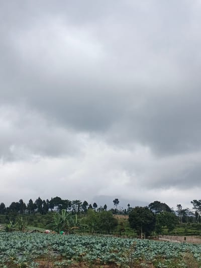 This image displays an agricultural scene located in the city of Ngọc Tụ, Vietnam, under a uniformly overcast sky. The foreground is dominated by a field of cultivated green, broad-leafed plants, consistent with a cabbage or broccoli crop, planted in distinct rows on dark brown soil. In the midground, two individuals are observed bent over in a vegetated area, engaged in agricultural activity; one wears a light top, the other a green top. Behind them, a varied treeline comprising both slender, conifer-like trees and broader-leafed specimens extends horizontally. The background features a large hill or mountain, its upper reaches partially obscured by low clouds or mist, with dense tree coverage on its lower slopes.