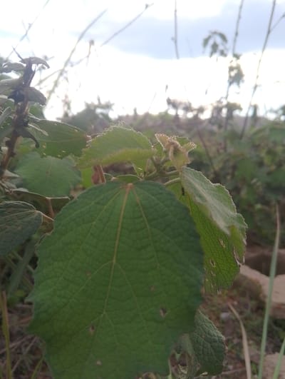 The image, taken in Rahwol Chom, Nigeria, presents a close-up, low-angle perspective of green plant foliage in a natural, outdoor environment. A large, prominent, round to ovate green leaf with a textured, possibly pubescent surface and distinct reticulate venation occupies the lower-center and left of the frame. Small, irregular holes are visible on its surface, indicating minor damage or insect activity. To the upper-right of this main leaf, another lighter green leaf with a visibly fuzzy or serrated margin is present. On the underside of this leaf, a small, black ant is clearly visible. Further to the upper-center, a cluster of small, fuzzy, light-green shoots or buds emerges. Brownish stems and petioles support the visible leaves. The background is significantly out of focus, appearing as a blurred expanse of bright, whitish sky in the upper portion, suggesting an overcast day or strong backlighting. Indistinct, darker green shapes in the blurred distance suggest additional vegetation or trees, while sparse, light-colored stalks or ground elements are barely discernible in the extreme midground. No people or active human interactions are depicted.