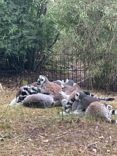 The image shows a group of ring-tailed lemurs resting on the ground in an outdoor enclosure. The lemurs are a mix of brown, grey, and black and white. Some are curled up, while others are sitting or lying down. In the background, there is a black metal fence and lush green foliage, including trees and bamboo. The ground is covered in dry grass and some scattered leaves. The scene appears to be a zoo or wildlife park.
