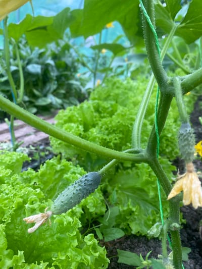This is a close-up, eye-level, outdoor shot of a cucumber plant in a garden. The main subjects are the developing cucumbers, the plant's stem and leaves, and some lettuce growing nearby. The scene is vibrant green with the textured surfaces of the cucumber skin and the frilly edges of the lettuce. The stem of the cucumber plant is thick and covered in fine hairs, with a green string tied around it to support its growth. One young cucumber, with prominent spiky bumps, hangs down near the lettuce. A dried, light-colored flower or spent blossom is attached to the end of the cucumber. In the background, more lettuce and greenery are visible, suggesting a garden setting. A few small yellow flowers, characteristic of cucumber plants, are also present, one slightly out of focus at the top of the frame. The lighting appears natural, suggesting it is daytime, possibly late morning or afternoon, with soft light. There are no people or animals visible, and no text is present in the image. The overall impression is one of healthy plant growth in a cultivated environment. The location context of Vălcineț, Moldova, suggests a rural or suburban garden setting.