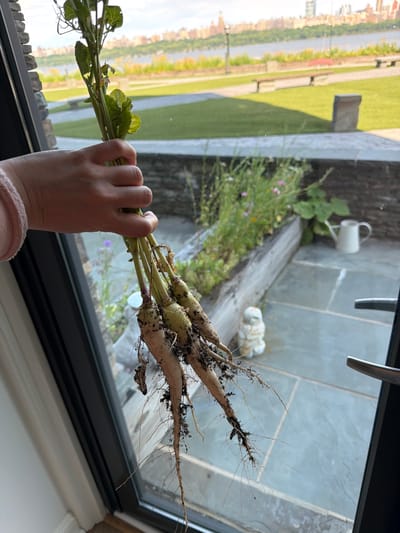 A person's hand is holding a bunch of freshly harvested radishes, their roots and soil still attached, in front of a window. Outside the window, a river with a city skyline on the opposite bank can be seen. The scene is likely located in Edgewater, New Jersey, given the view of the Manhattan skyline across the Hudson River. The foreground includes a stone patio, a planter box with flowers and greenery, and a small garden ornament. The window appears to be part of a home or building with a modern architectural style.