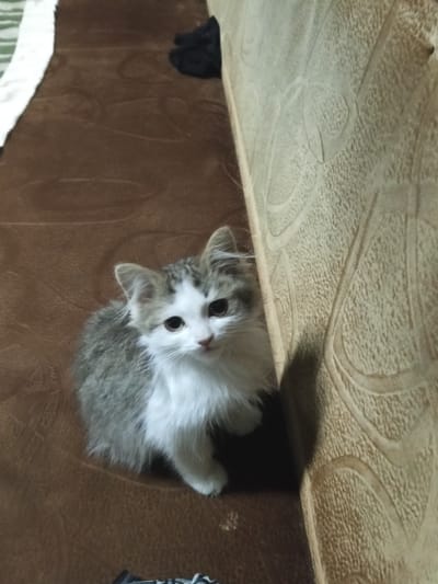 A fluffy, grey and white kitten with large, dark eyes is sitting on a brown, textured surface, possibly a couch or blanket. The kitten is positioned in the lower left quadrant of the image, facing slightly towards the right. To the right of the kitten, a textured, light-colored surface is visible, casting a shadow over the kitten's right side. In the upper left corner, a white and green striped object is partially visible, and a dark, possibly black, object is in the upper right corner. The overall scene appears to be indoors, with the focus on the kitten. There is no indication of the city of Urus-Martan, Russia.