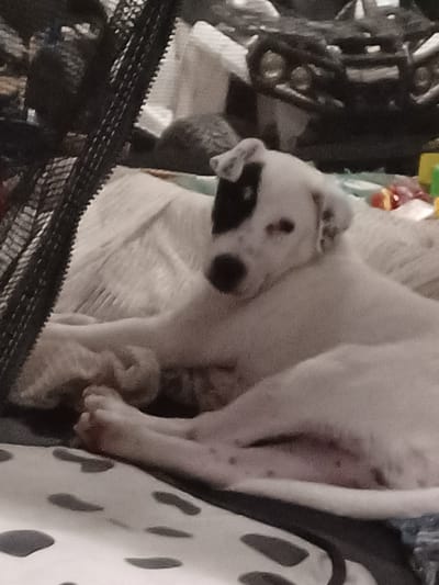 A white puppy with a black patch over its left eye is lying down on a light-colored surface. The puppy's body is mostly white with some darker markings on its face. It is looking towards the left side of the frame. In the background, there are dark, textured objects that appear to be part of a cage or enclosure. Further in the background, there are blurry shapes that could be other objects or furniture. The overall lighting is dim. The image quality is low, with a lack of sharp detail and visible pixels. There are no visible people or specific landmarks that would indicate a location in Mykhalcha, Ukraine.