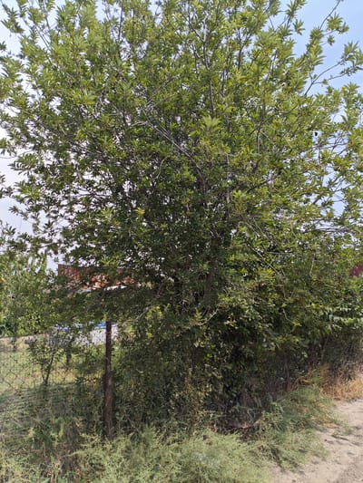 The image shows a dense tree with green leaves, likely in a natural setting. The tree has a complex branching structure with numerous twigs and leaves. The background is partially obscured by the tree and features a chain-link fence with a rusty metal post. Beyond the fence, there are some dry grasses and a sandy path. In the distance, a section of a building with a reddish-brown roof is visible. The sky above is clear and blue with a few wisps of white clouds. The overall impression is of an outdoor scene in a rural or semi-rural area, possibly on the outskirts of a city. The location in the city of Shu, Kazakhstan, is not directly discernible from the visual elements in the image.