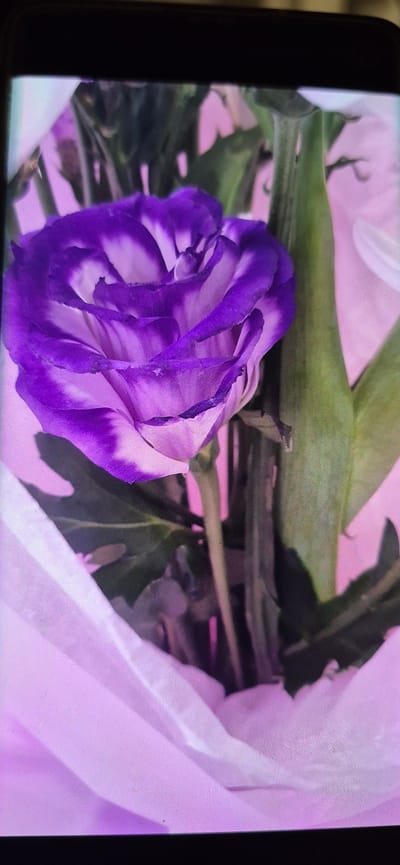 This media file shows a close-up, slightly angled, full-frame shot of a vibrant purple and white lisianthus flower. The flower is the primary subject, with its delicate, ruffled petals in shades of deep purple and white clearly visible. The flower is partially enclosed by soft, light pink fabric, likely part of a bouquet wrap or decoration. Behind the flower, dark green leaves and stems are visible, creating a natural backdrop. The overall lighting appears soft and possibly artificial, with a pinkish hue cast over the scene. There are no people visible. The image's composition focuses solely on the floral subject and its immediate surroundings, suggesting an artistic or aesthetic presentation of the flower. There is no discernible text within the image. The setting appears to be indoors, possibly a studio or a home, given the controlled lighting and the presentation of the flowers. The time of day and weather conditions are not indicated.