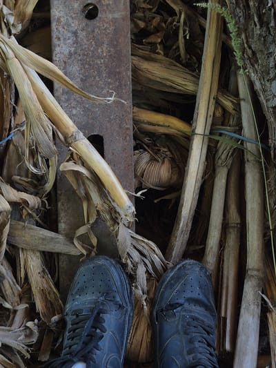 In a close-up, overhead shot, two black sneakers are positioned on a ground covered with dry corn stalks and a piece of rusted metal. The sneakers, a size 8, appear well-worn, with laces tied and a small rip on the right shoe near the toe box. The corn stalks are a pale yellow-brown, some dry and brittle, others thicker and more robust. They surround the central element, which is a dark, rectangular piece of rusted metal, possibly a part of a machine or structural element, with two circular holes visible on its surface. The background is filled with more dried corn husks and stalks, creating a dense, textured environment. The overall scene suggests an outdoor, possibly rural, setting. The image does not contain enough information to determine the specific location in Sadina, Bulgaria.
