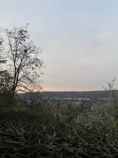 The image displays an elevated panoramic view overlooking a residential valley in Gif-sur-Yvette, France, under an overcast sky exhibiting a faint orange gradient at the horizon, indicative of dawn or dusk in early spring. The immediate foreground features a dense mass of dark, gnarled, leafless woody branches. To the left, a prominent deciduous tree, largely bare of foliage, stands silhouetted against the sky, with a visible bird's nest situated within its upper branches. Further to the right in the midground, a section of a tree or bush displaying white blossoms is present. The background reveals a suburban landscape with numerous buildings, including residential structures with red-tiled roofs and larger white-roofed buildings, interspersed with patches of trees and vegetation within a valley. A densely forested hill forms the distant horizon, with a slender mast or antenna faintly visible atop the treeline. No people or specific interactions are depicted.