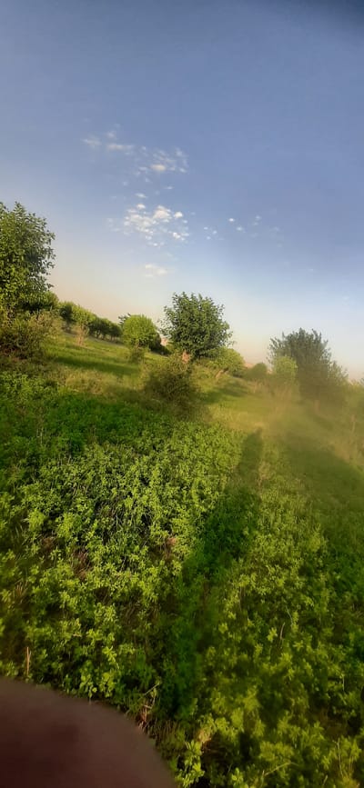 This media file captures a landscape scene from an elevated perspective, oriented vertically. The dominant subjects are a vast expanse of lush green vegetation and a clear blue sky dotted with scattered white clouds. The vegetation appears to be a mix of trees and ground cover, with the ground cover being particularly dense and vibrant. A path or clearing is visible winding through the greenery, suggesting a natural or rural setting.
The time of day appears to be late afternoon or early evening, indicated by the warm, soft light illuminating the scene, casting gentle shadows. The sky is a serene blue, and the presence of light clouds suggests fair weather. There are no visible people or man-made objects in the frame, focusing entirely on the natural elements. The overall mood is peaceful and tranquil, evoking a sense of open space and natural beauty.
The image appears to be taken in a rural or undeveloped area, possibly a park, field, or hillside, given the abundance of plant life and the absence of urban infrastructure. The visual cues suggest a location that is rich in greenery and open skies. No text is visible in the image.