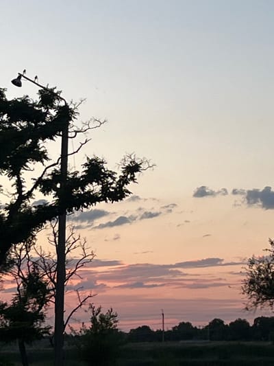The image captures a sunset scene with a dramatic sky. The sky displays a gradient of colors, transitioning from a pale, clear sky on the left to soft pinks, oranges, and grays of sunset clouds on the right. Silhouetted against this vibrant sky are dark trees and branches, some appearing bare and others leafy. In the foreground, on the left side, a black, multi-branched tree is prominent, with a light fixture or camera attached to one of its branches. A dark horizontal line, possibly a pole or fence, runs across the middle of the image. Further to the right, a line of dark trees forms a dense treeline, suggesting a wooded area or forest. In the distance, a faint vertical structure, possibly a pole or small tower, can be seen against the sunset. The overall mood is serene and natural, with the sunset casting a warm glow over the landscape. The time of day is clearly evening, during sunset, and the weather appears to be clear with some cloud formations. The location context indicates Shyroka Dacha, Ukraine. There is no visible text in the image.
