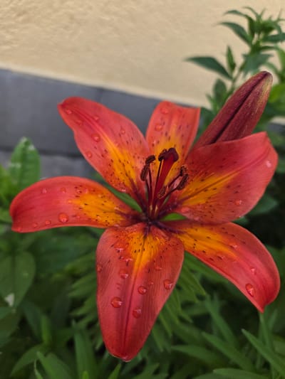 A close-up shot captures a vibrant orange and red lily, glistening with water droplets, against a blurred backdrop of green foliage. The flower's petals are tinged with yellow and speckled with dark spots, while its stamens are a deep red. To the left of the lily, a darker red bud is beginning to open. In the upper left corner, a beige wall with a dark gray trim is visible. The scene appears to be an outdoor garden setting in Mazie Garanči, Latvia.