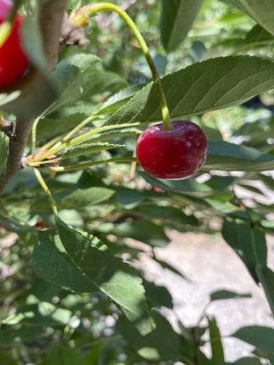 This media file features a close-up, eye-level shot of a single ripe cherry hanging from a branch amidst green leaves. The cherry is a deep red color with small, lighter speckles, and it is attached to a thin, light green stem. The leaves surrounding the cherry are also green, with visible veins and slightly serrated edges. The background is blurred, suggesting a shallow depth of field, but hints at more foliage and some bright, sunlit areas, possibly indicating a sunny day. The overall scene appears to be outdoors, within a natural setting such as a garden or orchard. The lighting suggests it is daytime, likely late morning or afternoon, with sunlight filtering through the leaves. The focus is sharp on the cherry and the immediate leaves, highlighting the fruit. There are no people, animals, or visible text in the image. The composition emphasizes the ripeness and solitary beauty of the cherry on the branch.