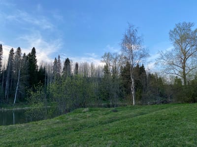 The image depicts a landscape in Баклуши, Russia. In the foreground is a green grassy field. Beyond the field, there is a dense area of trees, including birch trees, evergreens, and other varieties, some with budding leaves. A body of water, likely a pond or lake, is partially visible behind the trees on the left side of the image. The sky is blue with some wispy clouds. The overall impression is of a natural, wooded area.